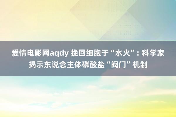 爱情电影网aqdy 挽回细胞于“水火”: 科学家揭示东说念主体磷酸盐“阀门”机制